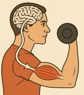 Muscle Mind Connection: Boost Strength and Mindset. 3 Illustration showing brain signals connecting with biceps during curls